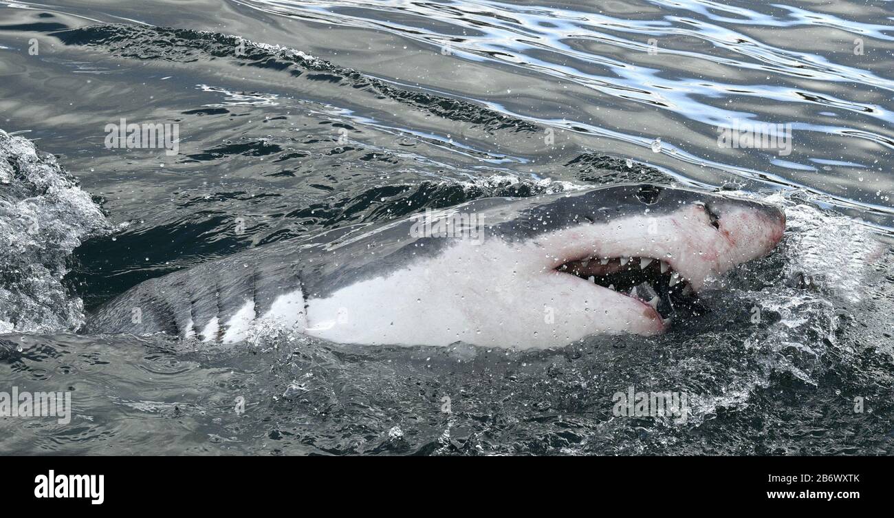 Great white shark with open mouth on the surface out of the water. Scientific name: Carcharodon carcharias.  South Africa, Stock Photo