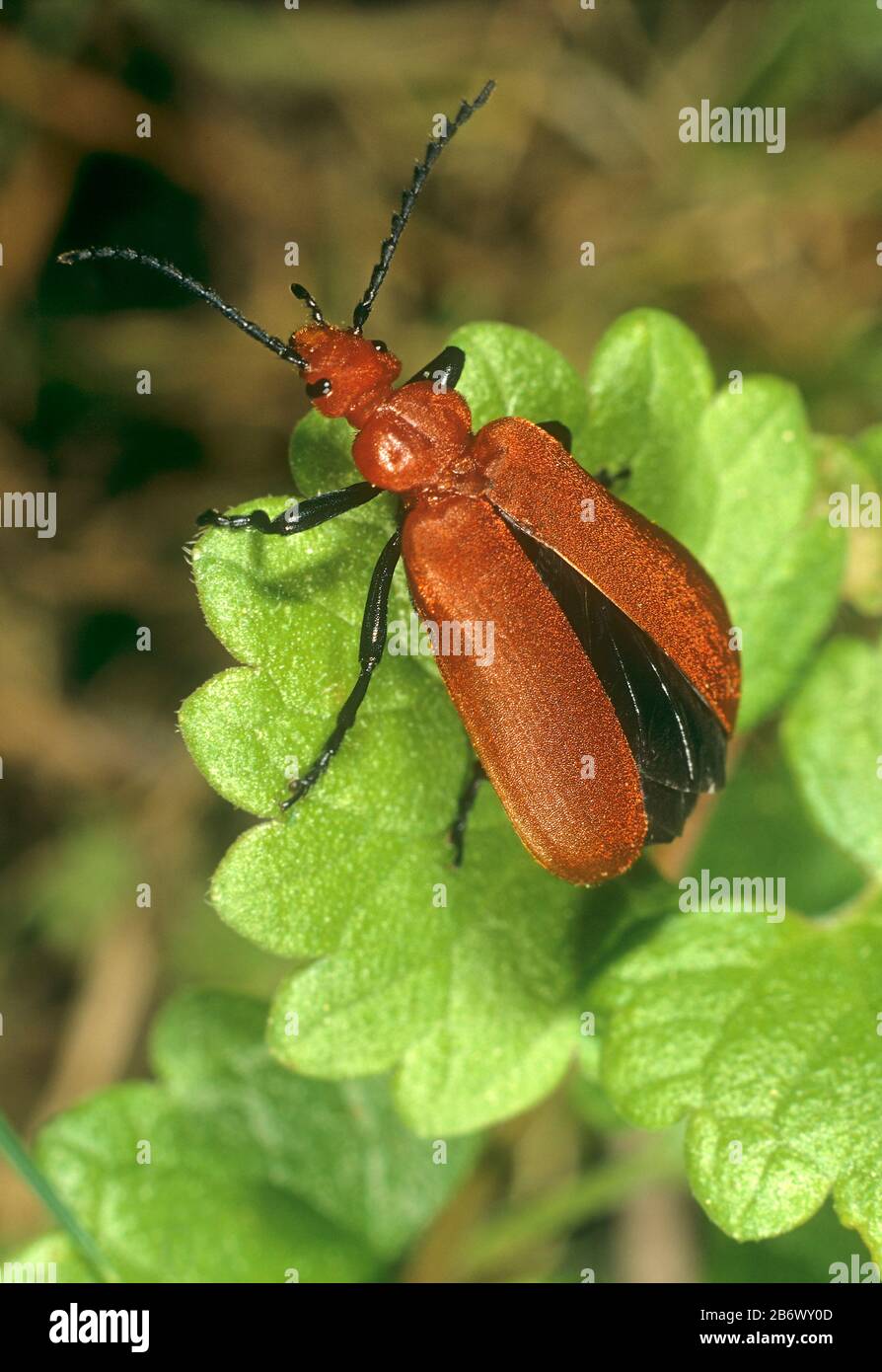 Welsh Oak Longhorn Beetle (Pyrrhidium sanguineum). Adult on a leaf, ready for take-off. Germany Stock Photo