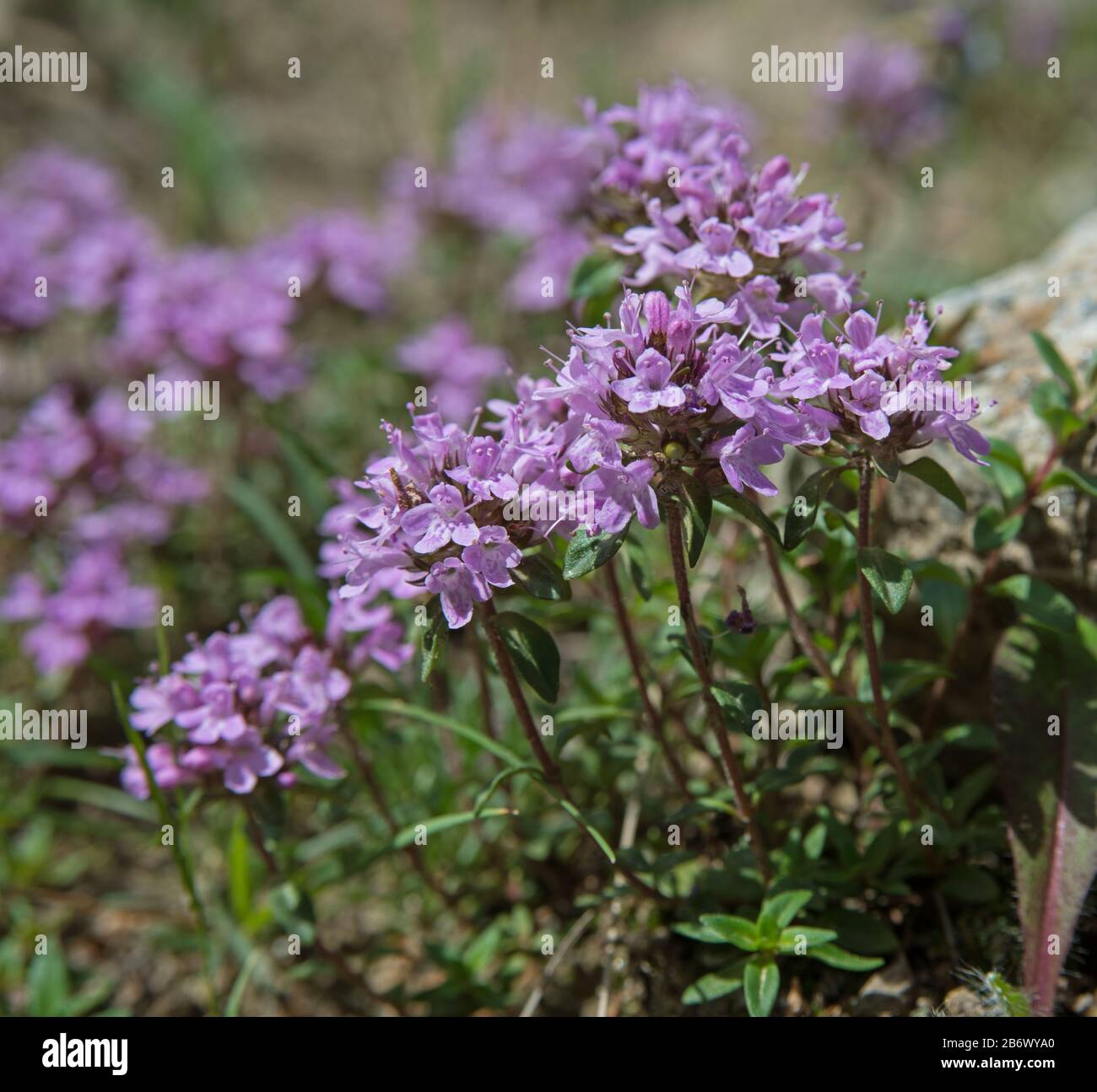 These summer flowers are thyme. Thyme is any of several species of culinary and medicinal herbs of the genus Thymus, most commonly Thymus vulgaris. Stock Photo