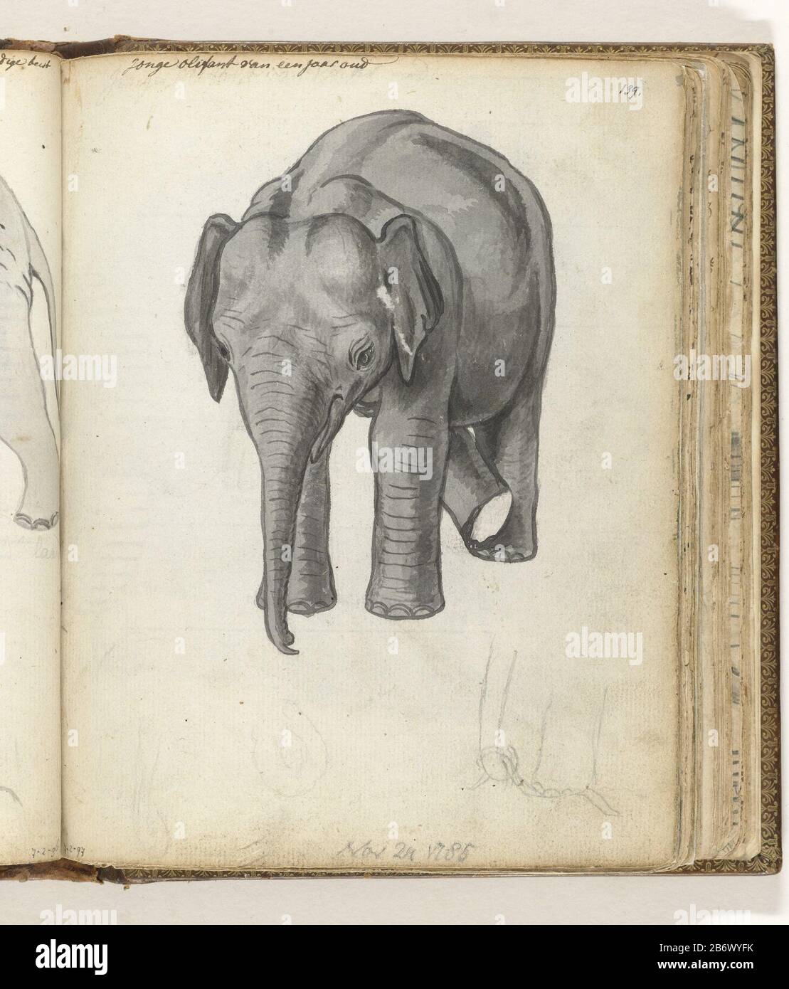 Jonge olifant Black and white drawing of an elephant one year old and a pencil sketch of his leg and trunk. With inscription. Part of the sketchbook of Jan Brandes, Vol. 2 (1808), p. 139. Manufacturer : artist: Jan BrandesPlaats manufacture: Yes-Ela Dating: Nov 24 1785 Physical features: brush in gray on sketch in pencil material: Paper Pencil Technique: Brush dimensions: H 195 mm × W 155 mm Subject: trunked animals: elephantWie: East India Company Stock Photo