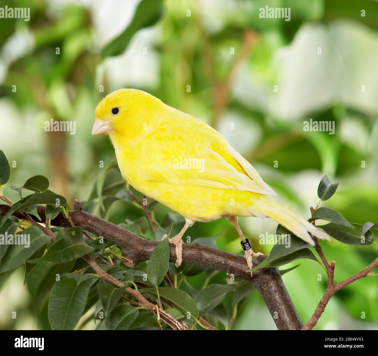 Domestic Canary Yellow Bird Perched On A Benjamin Fig Twig Germany Stock Photo Alamy