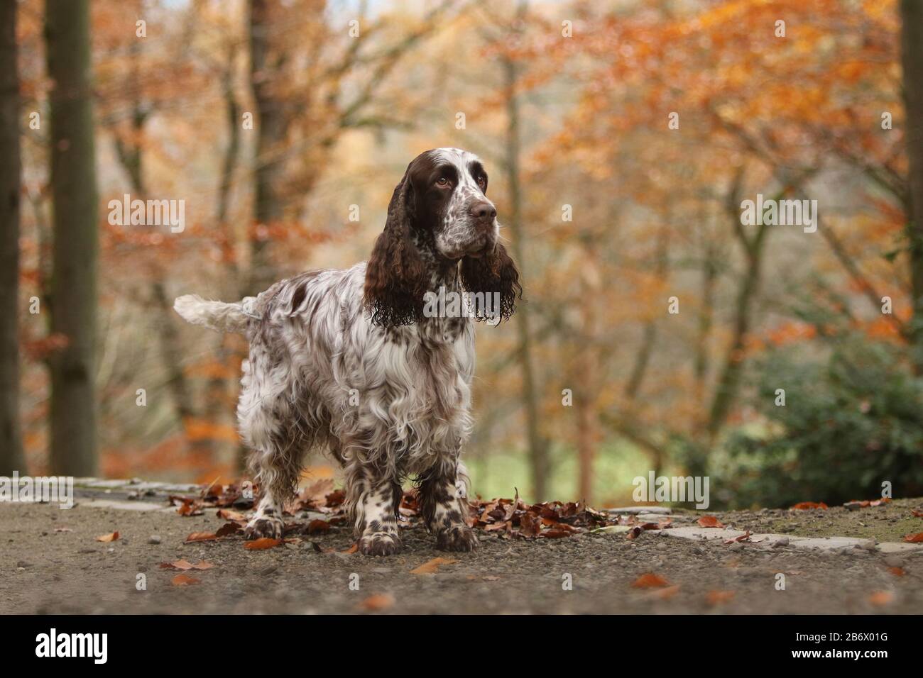 An English Springer Spaniel (male, 5 years old) standing in a forest in autumn. Germany Stock Photo