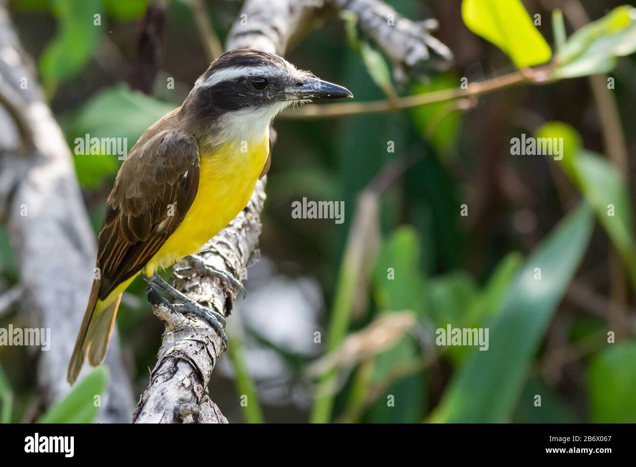Great Kiskadee (Pitangus sulphuratus) - bird with yellow underparts, a white throat and a lot of brown above found throughout South America Stock Photo