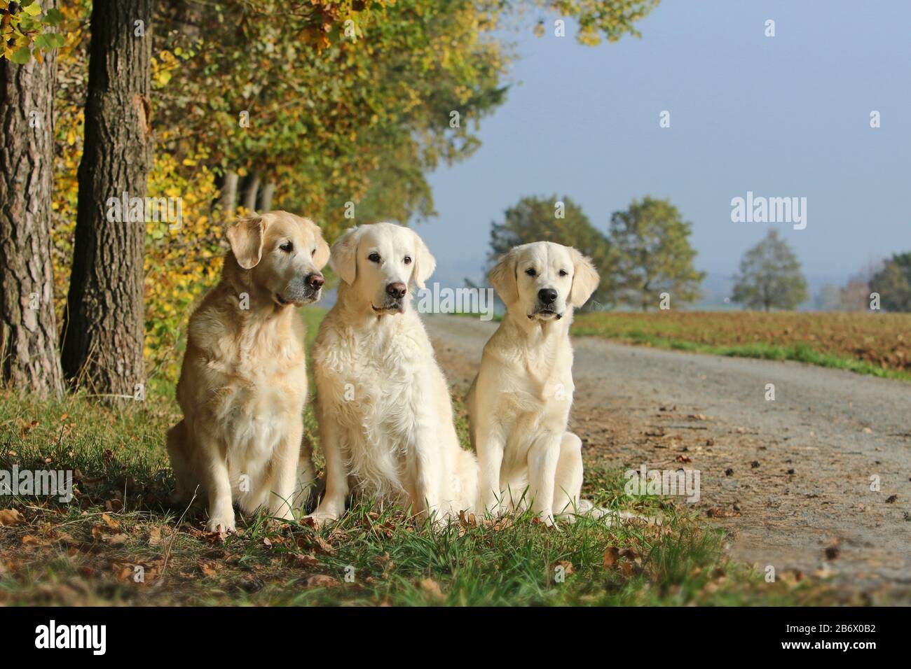 Golden Retriever. Three she-dogs in autumn (10, 15 and 1 years old). Germany Stock Photo