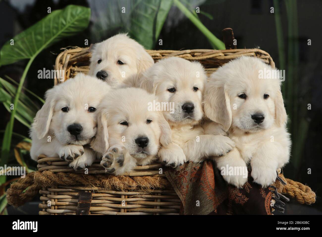 3 week store old golden retriever