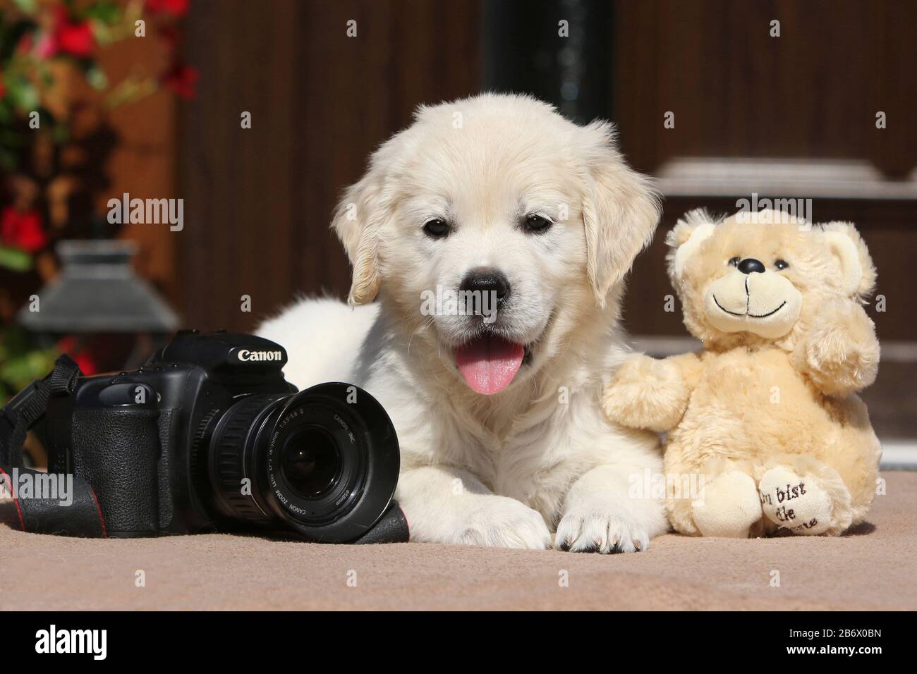 Golden Retriever. Puppy (females, 6,5 weeks old) next to a camera and a teddy bear. Germany Stock Photo