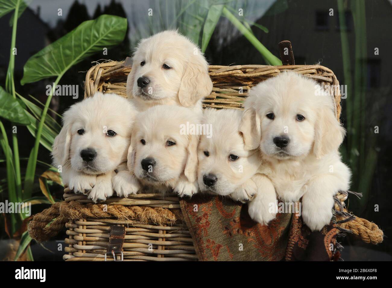 Golden Retriever. Five puppies (3 females, 2 males, 6,5 weeks old) in a basket. Germany Stock Photo