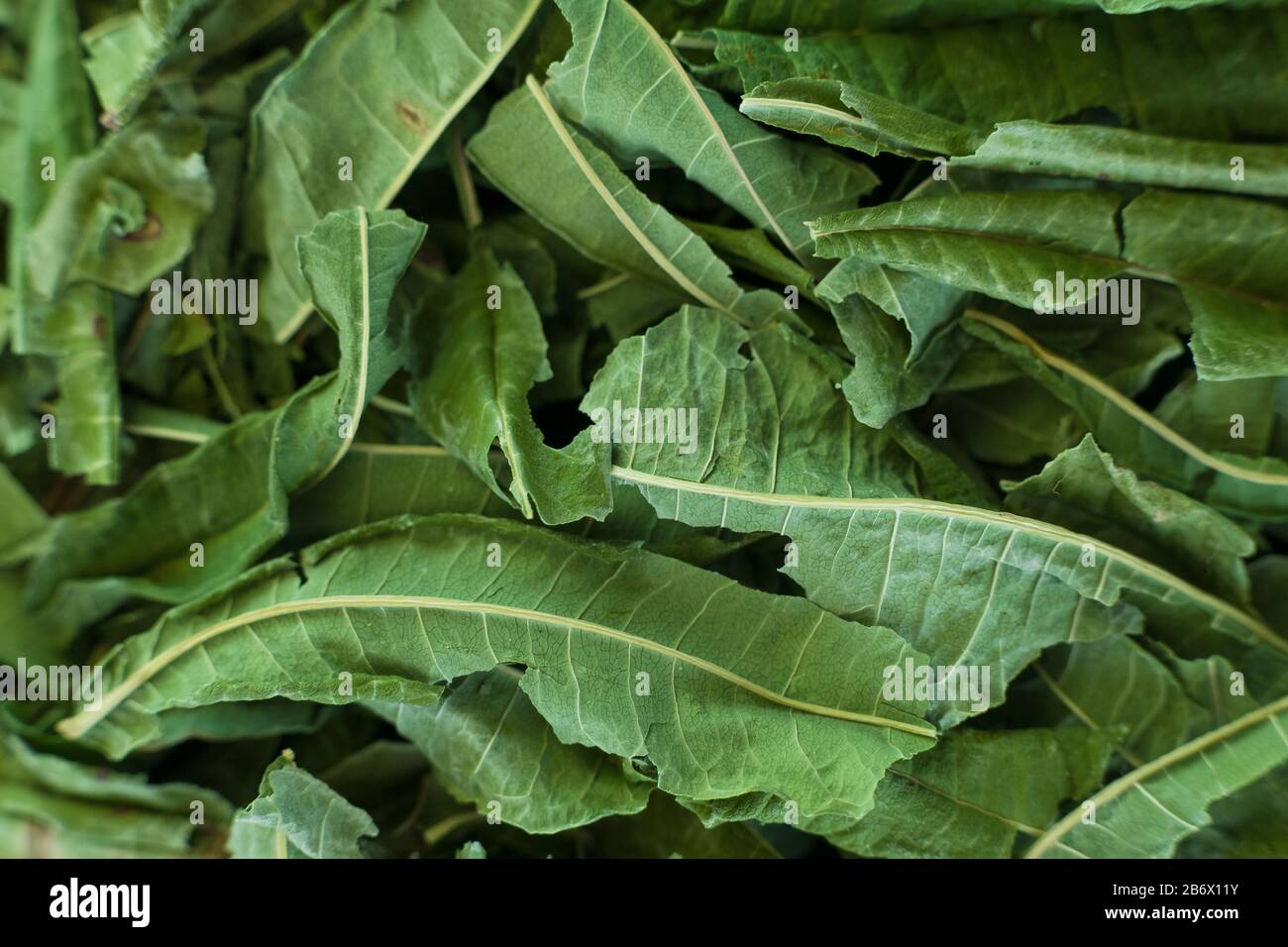 Dried green tea leaves hires stock photography and images Alamy
