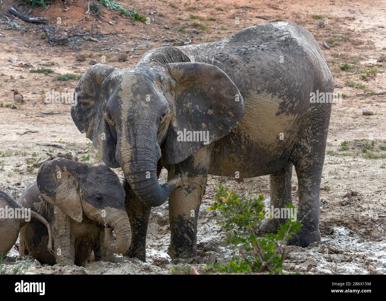 Two mud-caked elephants at edge of waterhole in the Addo Elephant National Park, Eastern Cape, South Africa Stock Photo