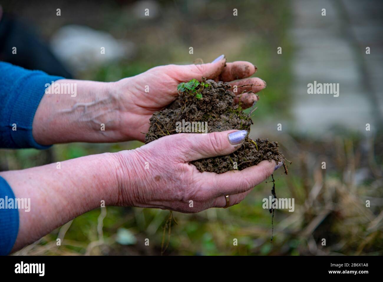 The Wrinkled Hands Of An Elderly Woman Hold A Lump Of Earth With A