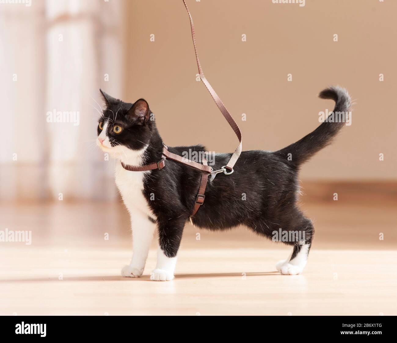 Cat harness indoors hi-res stock photography and images - Alamy