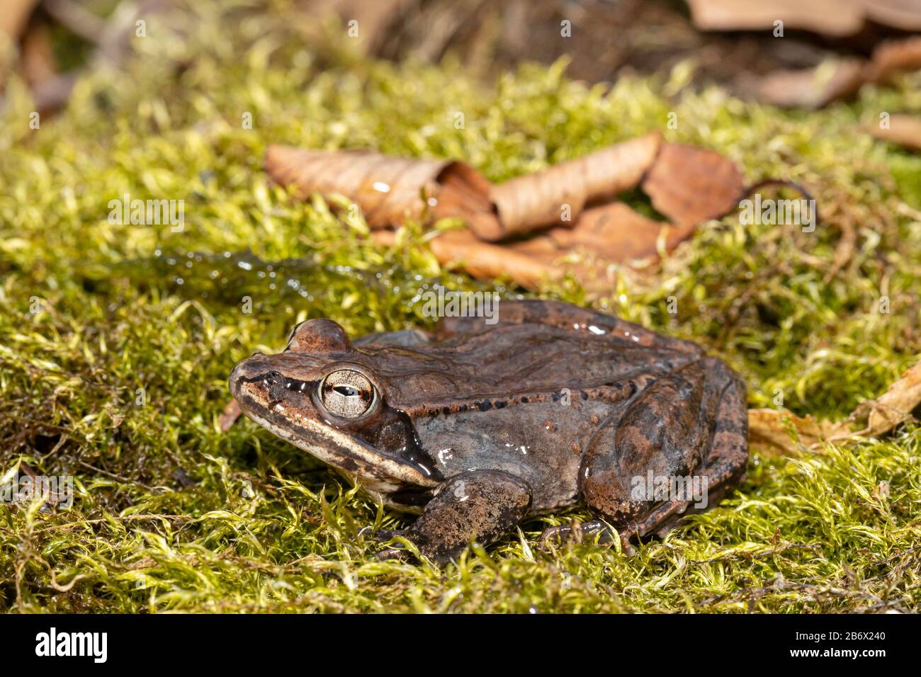 Wood frog on a bed of green moss Lithobates sylvaticus Stock Photo