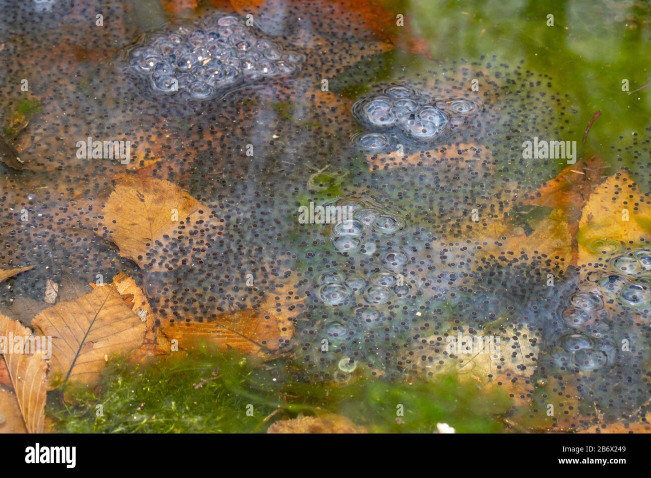 Wood frog egg masses in a vernal pool Lithobates sylvaticus Stock