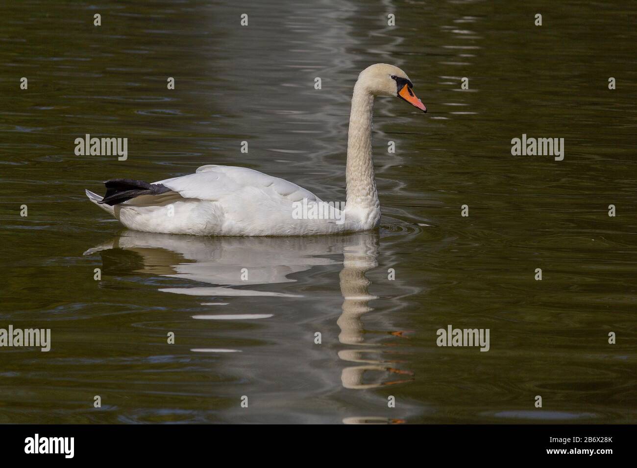 Beautiful white swan swimming in the pond. Birds Stock Photo - Alamy