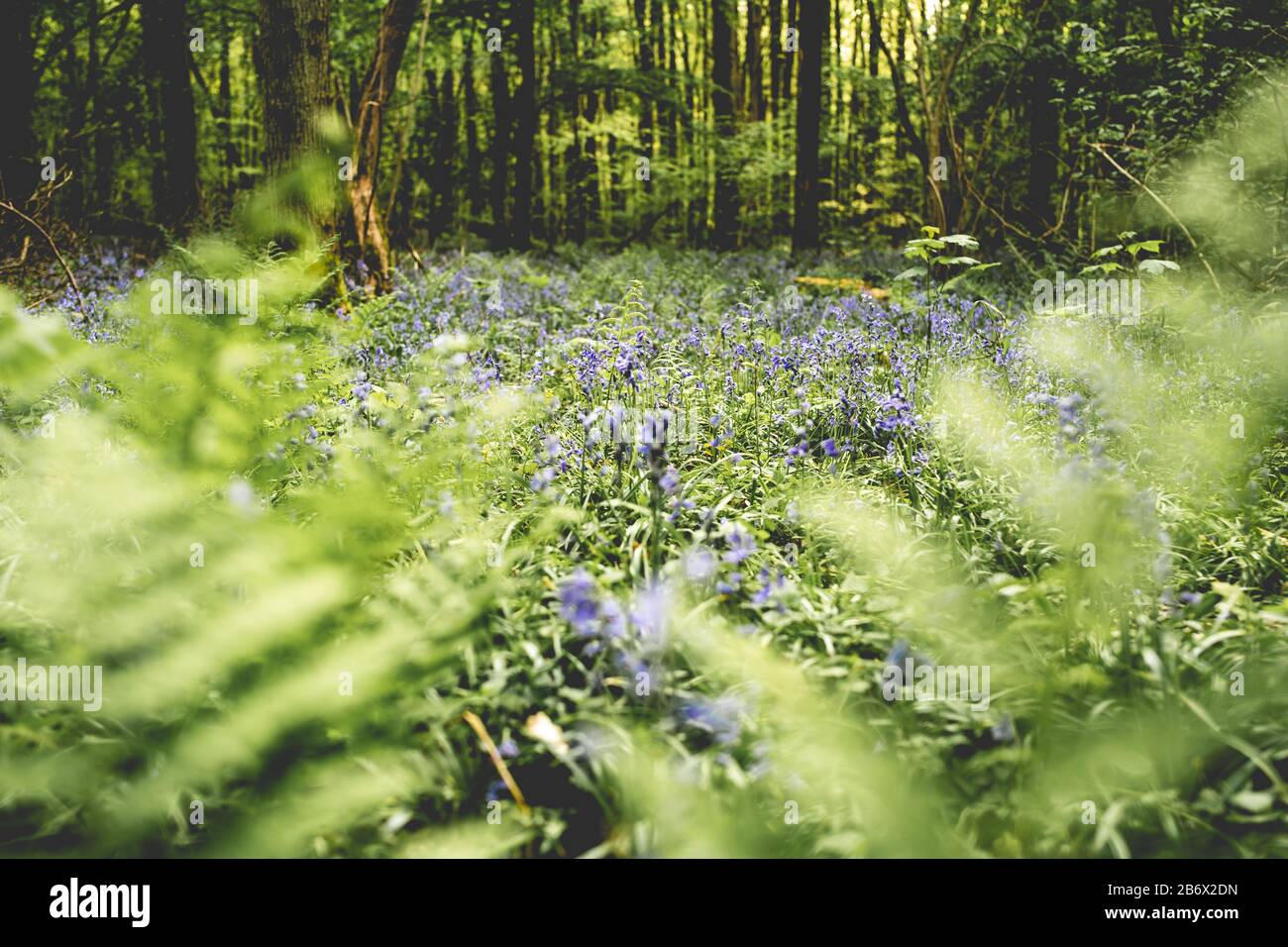 Field of blue flowers on a belgian magic forest Stock Photo Alamy