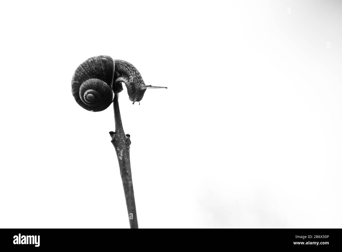 Snail on a tree with white background minimalist Stock Photo