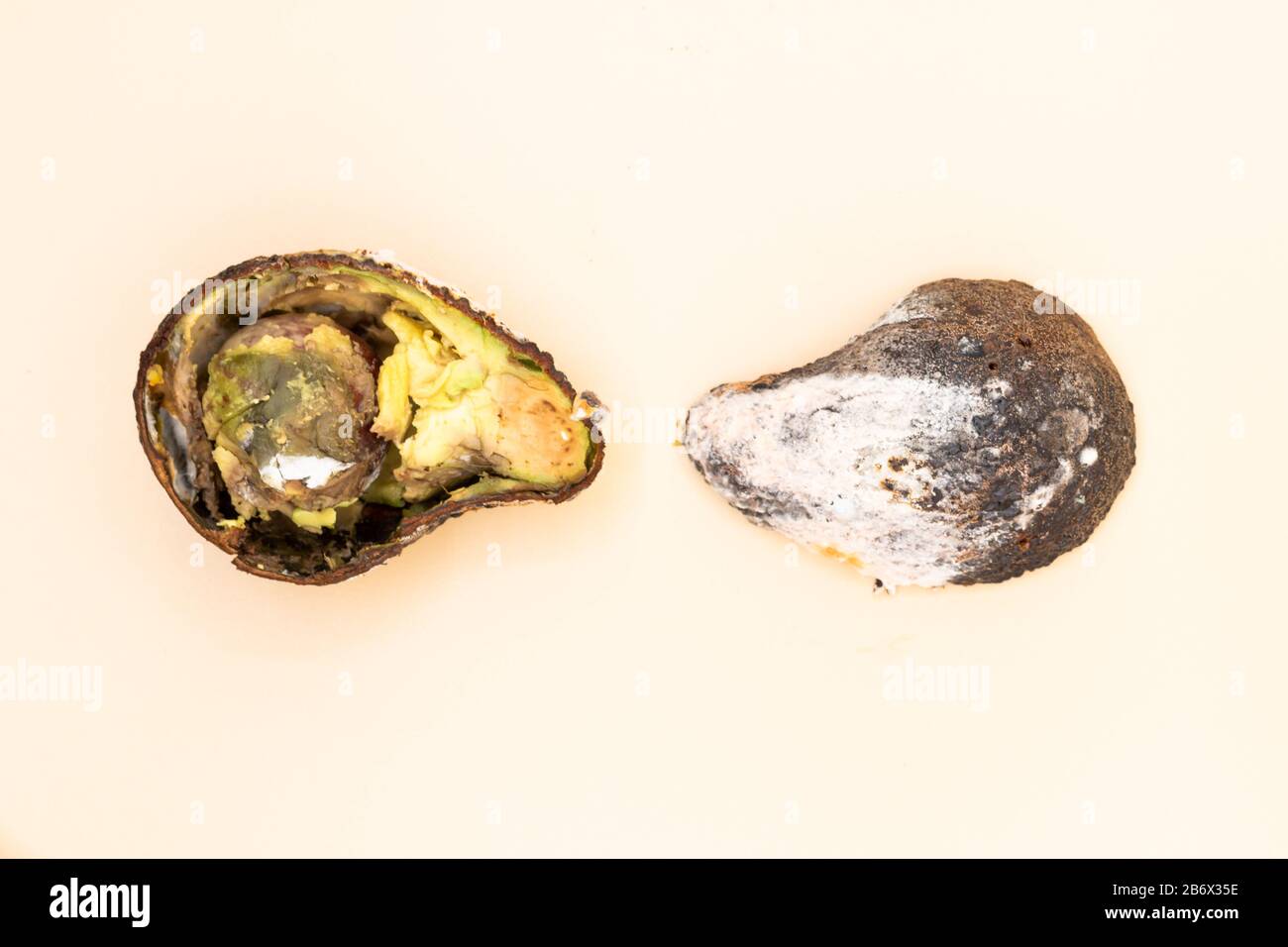 Rotten avocado split in half with mold where the inner and outer part ...