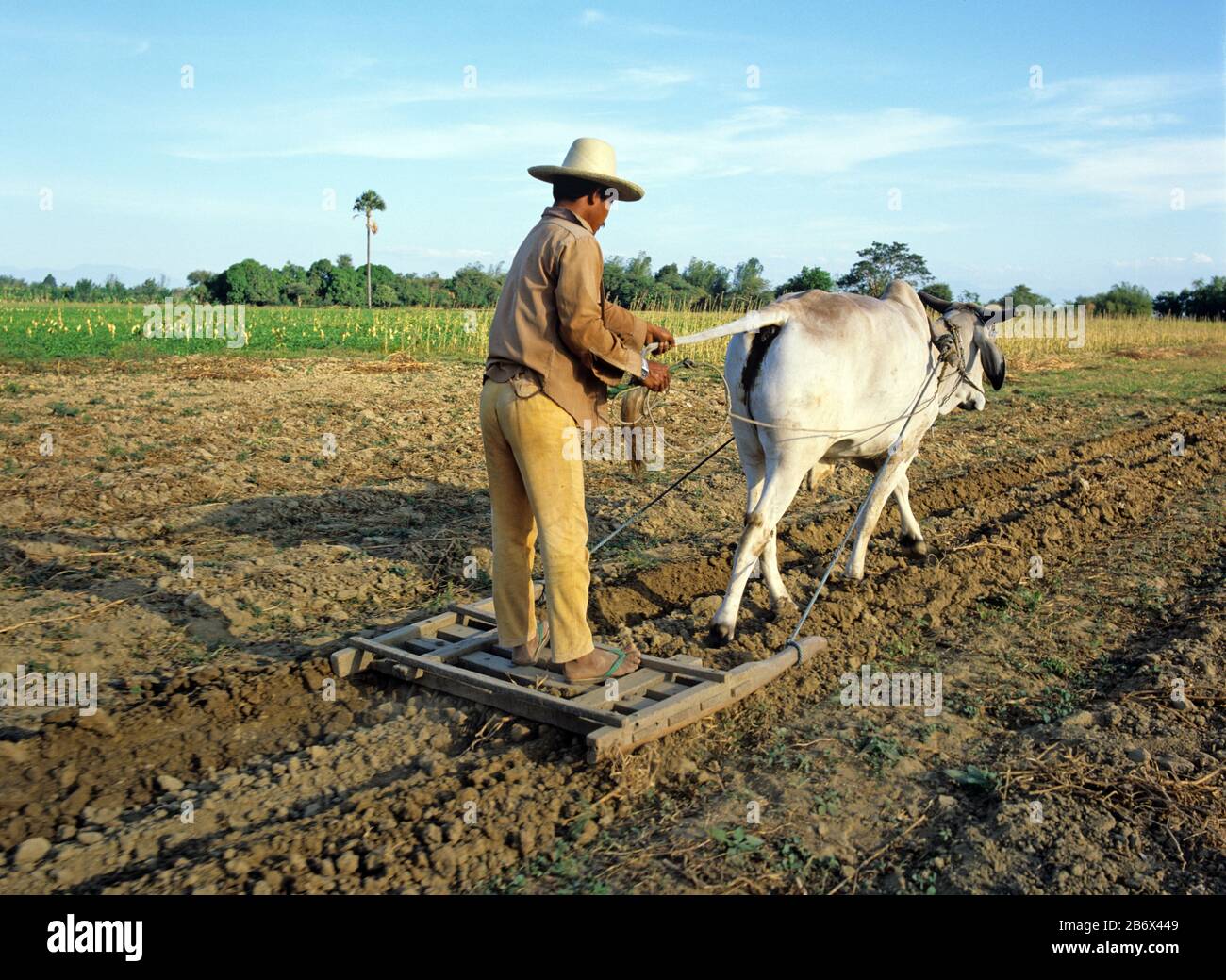 Filipino farmer harrowing and breaking up ploughed field by standing on a small press behind a zebu ox, Luzon, Philippines, February Stock Photo