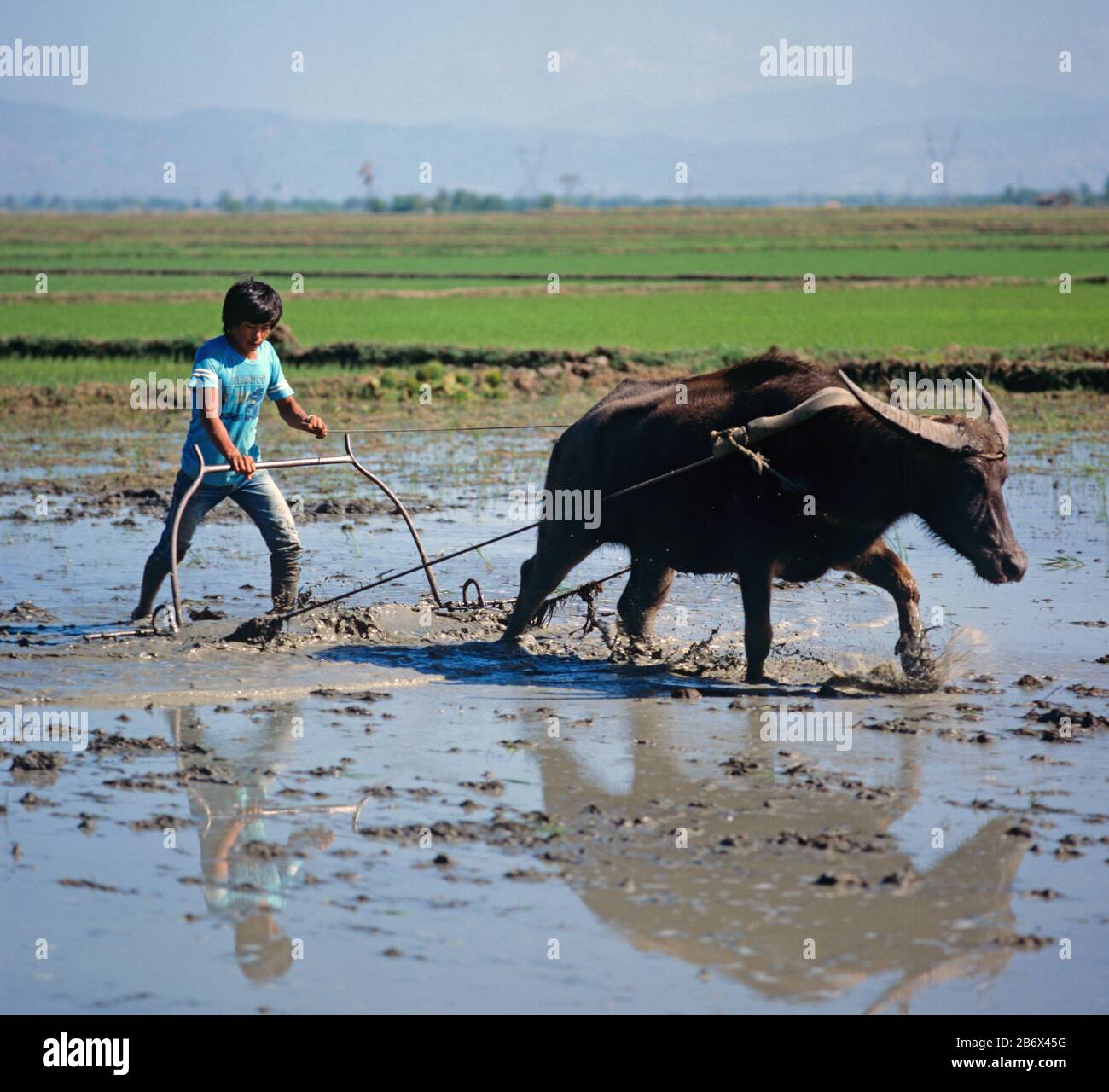 Cultivating a flooded paddy with a water buffalo and metal harrow or plough for a new seedling rice crop, Luzon, Philippines Stock Photo