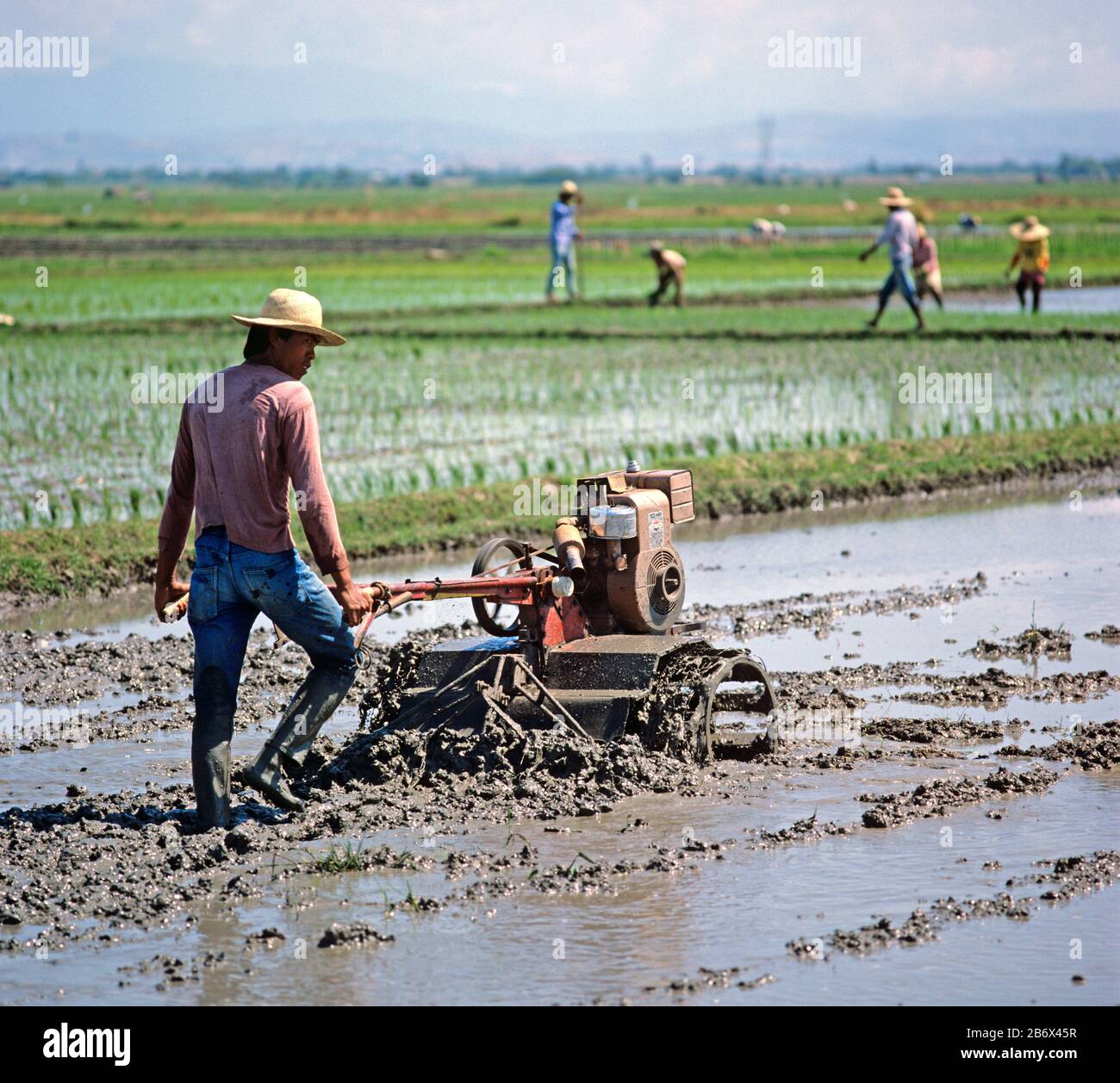 Man walking behind a mechanical, powered, rotovator turning soil in a flooded rice paddy before planting a seedling crop, Luzon, Philippines, February Stock Photo