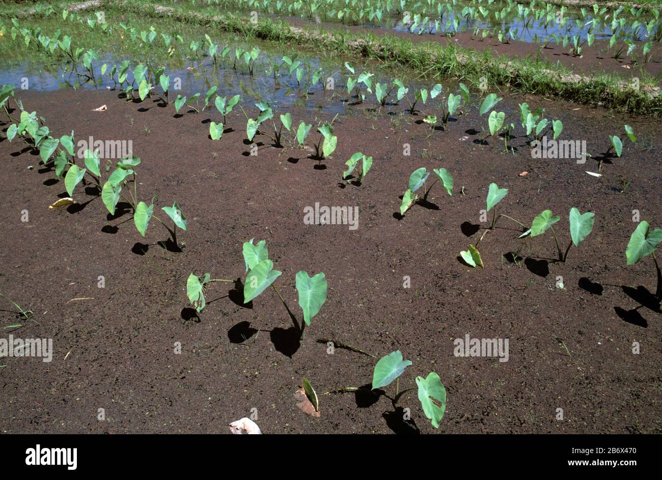 Taro, dasheen, or cocoyam (Colocasia esculenta var. antiquorum) young root vegetable plants in a paddy, Luzon, Philippines, February Stock Photo