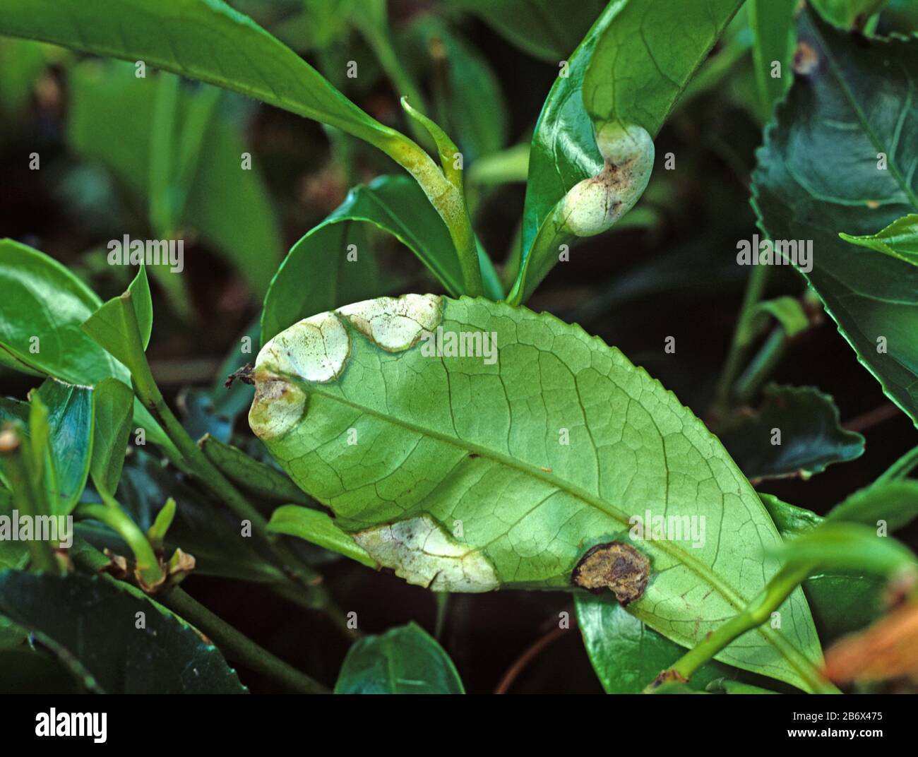 Blister blight (Exobasidium vexans) white blisters on tea leaves, Cameron Highlands, Malaysia, February Stock Photo