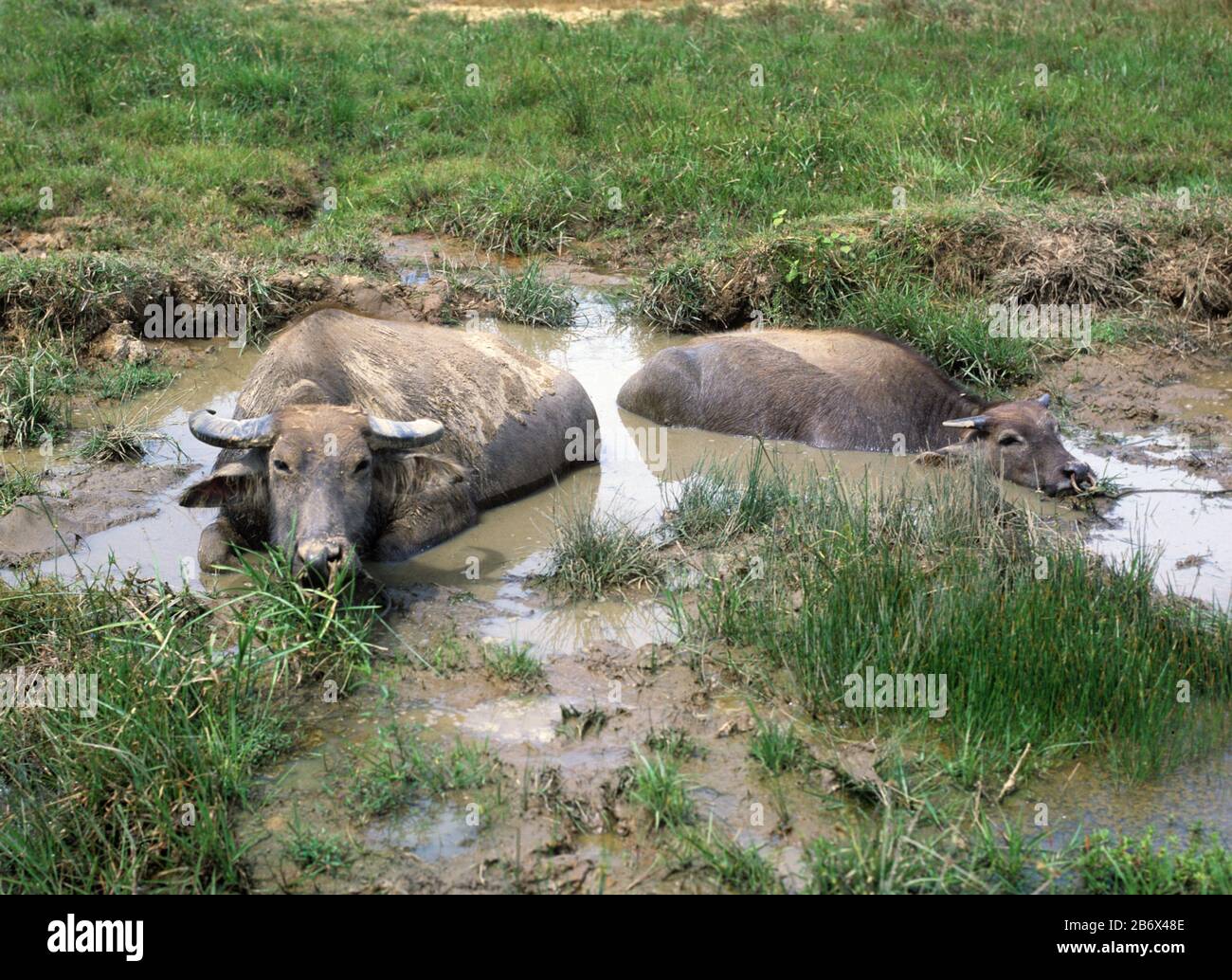 Two water buffalos used for working rice and sugar can crops resting in a muddy water hole at midday, Guimaras, Philippines, February Stock Photo