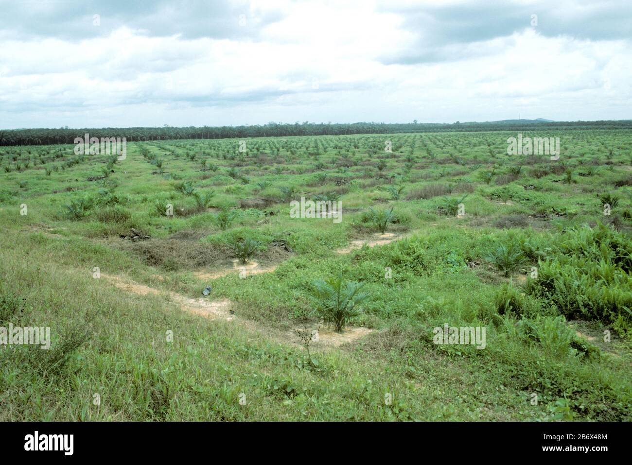 Young plantation of oil palm (Elaeis guineensis) in area cleared for planting and agriculture, Malaysia, February Stock Photo