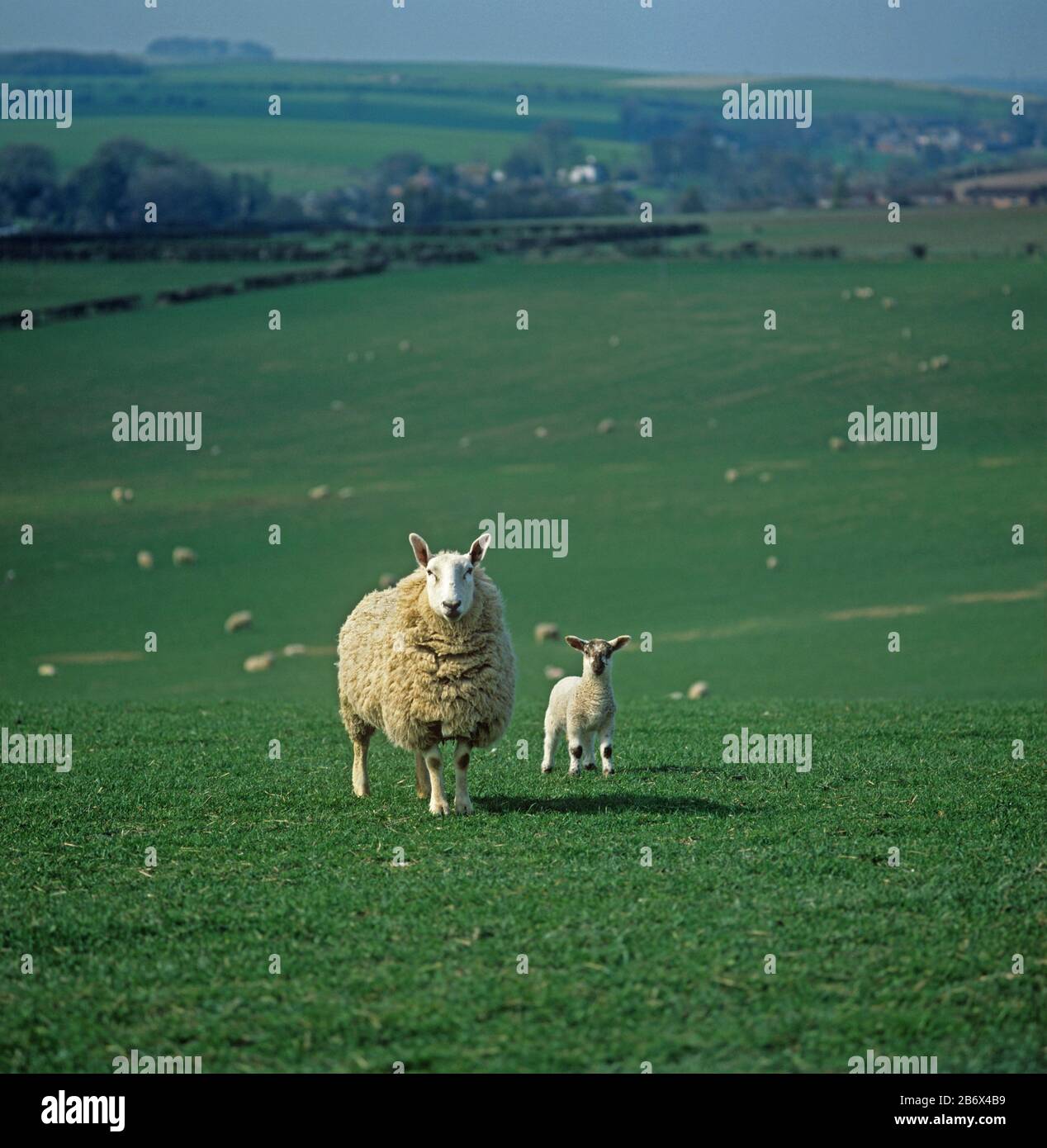 Border Leicester ewe sheep with single mule lamb on large downland pasture with the flock behind, Wiltshire Stock Photo