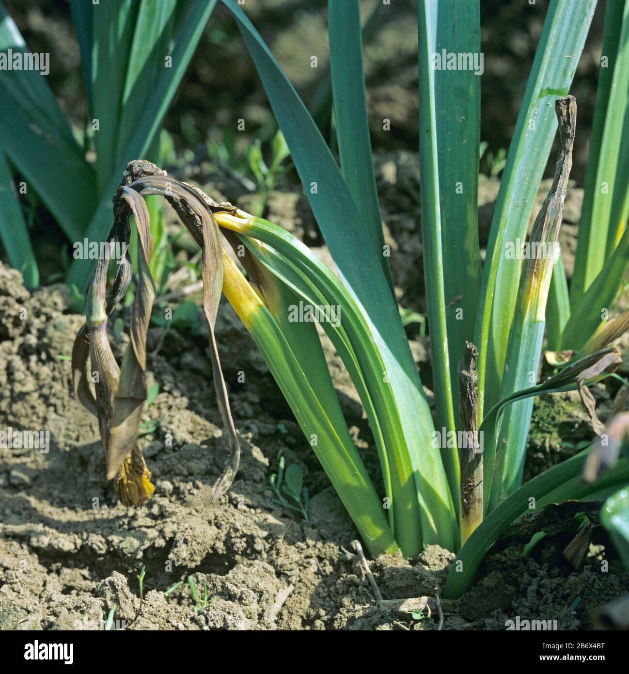 Leaf scorch (Peyronellaea curtisii) disease damage to a daffodil (Narcissus sp.) in a crop, Lincolshire, April Stock Photo