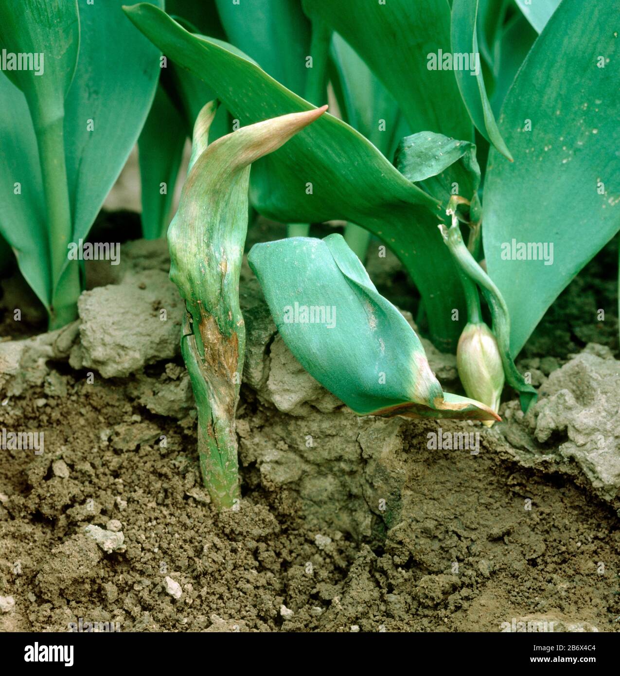 Tulip fire (Botrytis tulipae) disease damage and wilting of tulip (Tulipa sp.) plants in a crop in bud, Lincolnshire, April, Stock Photo