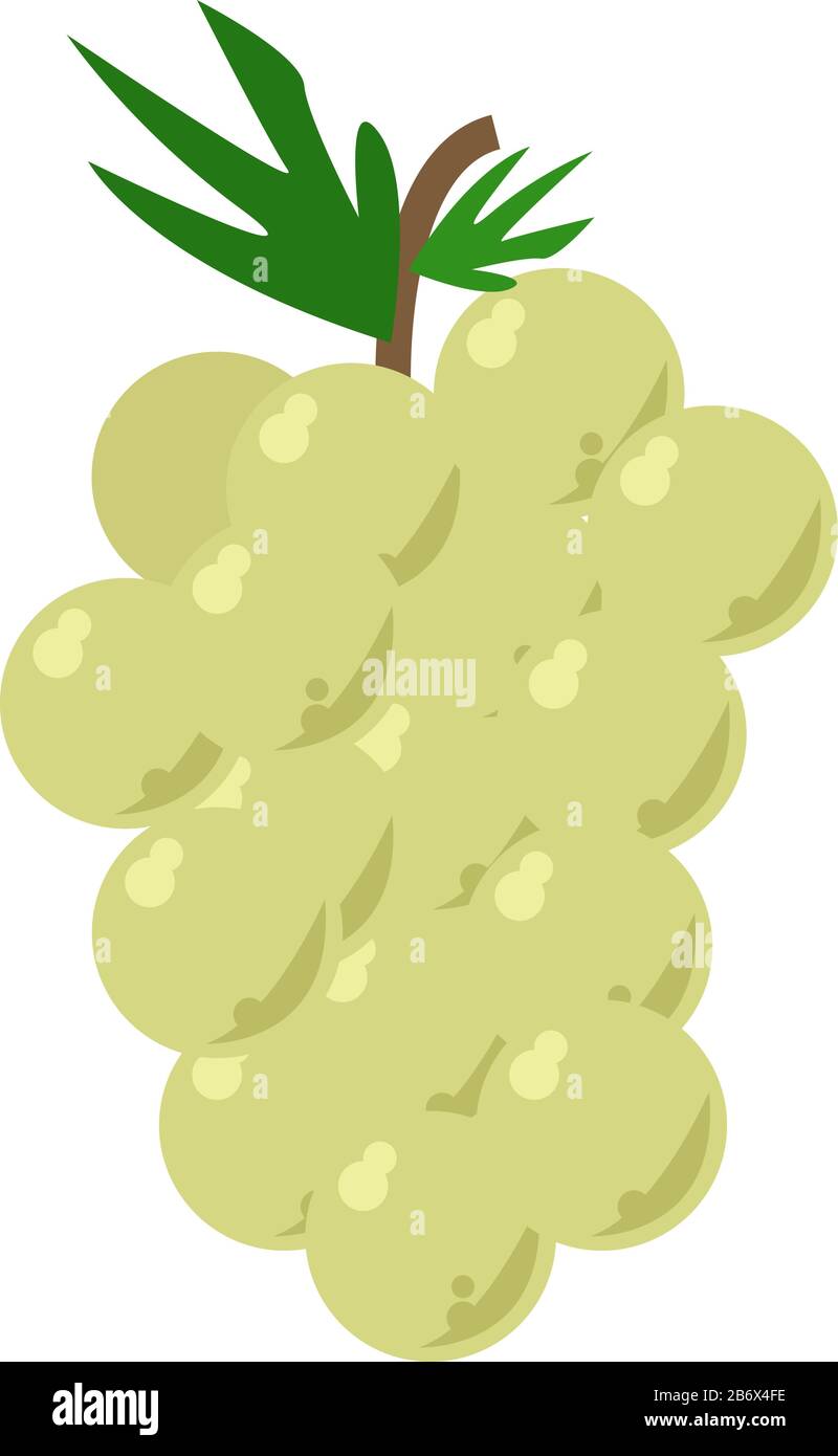 Green grapes, illustration, vector on white background Stock Vector ...