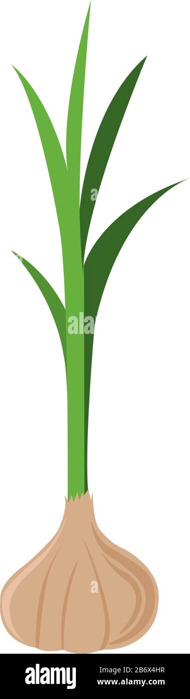 Fresh garlic, illustration, vector on white background. Stock Vector