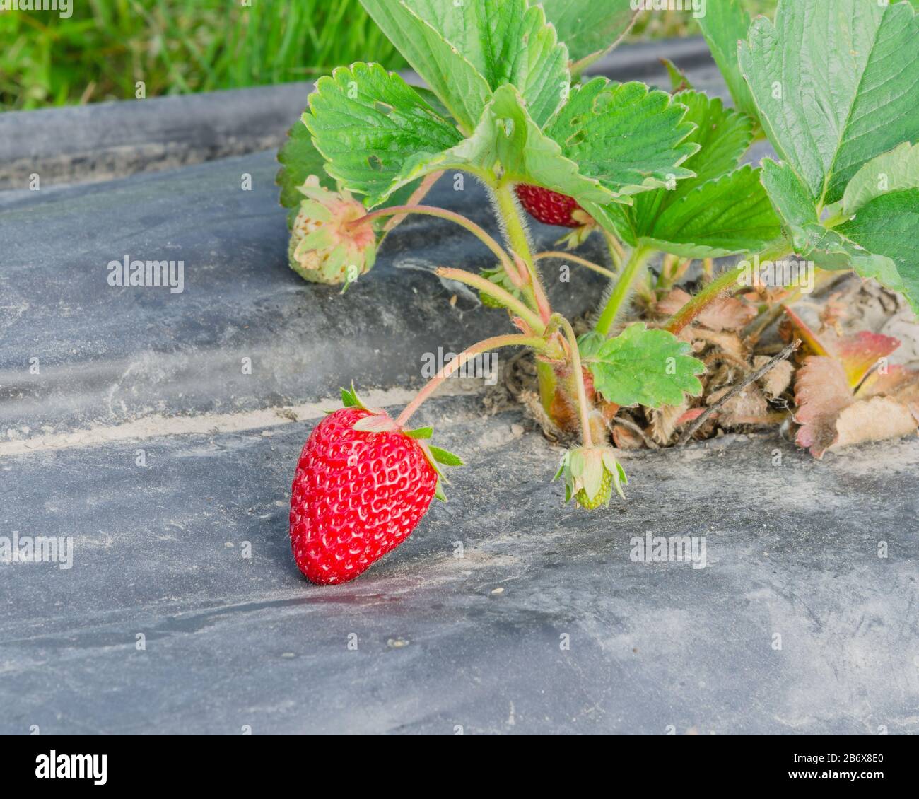 Organic bright red strawberries on black plastic mulch ready to harvest