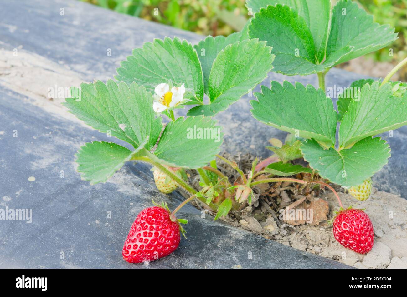 Strawberry plant with ripe and green fruits, blooming flower on black