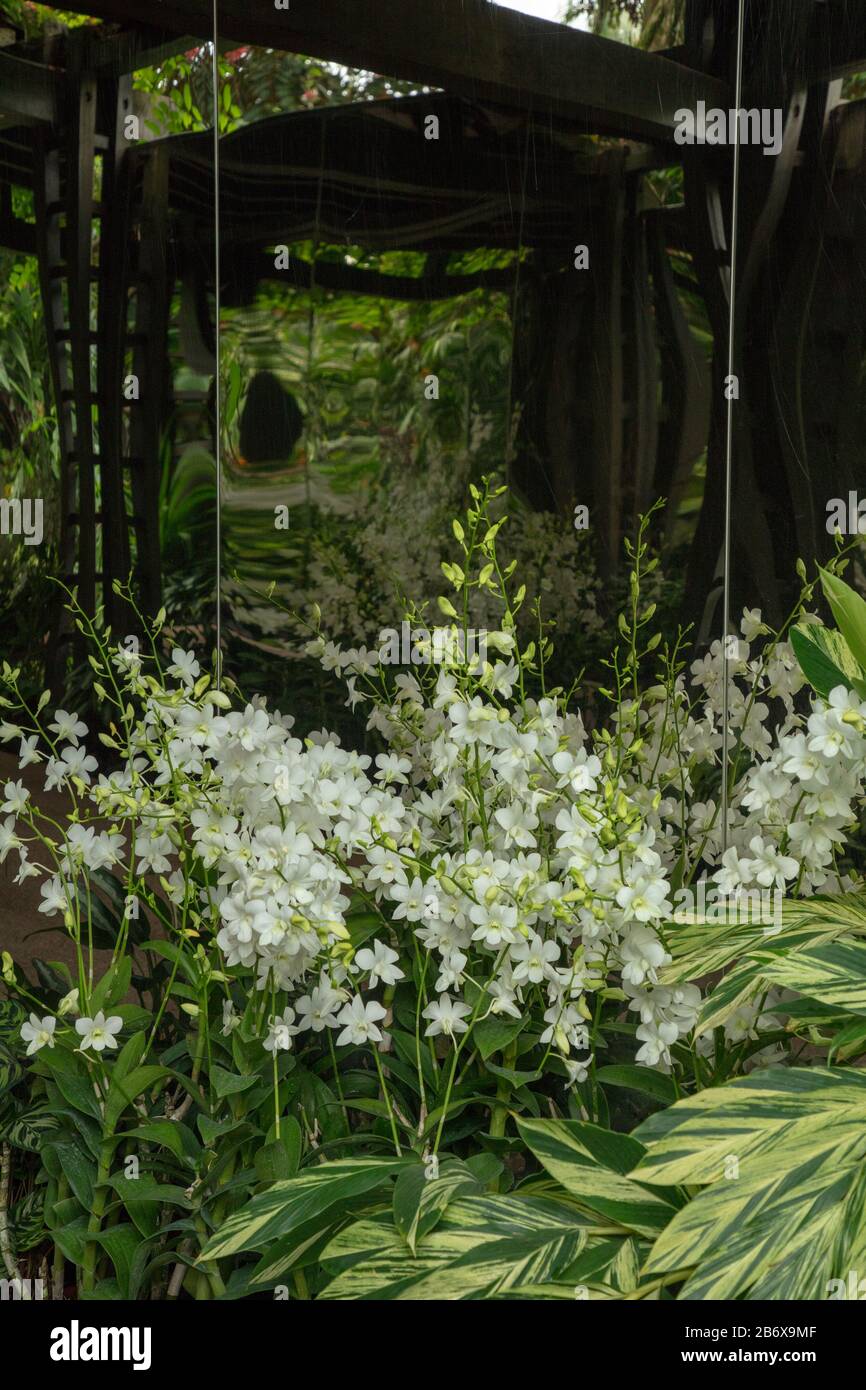 Orchid Dendrobium Shavin White n seen outdoors in Singapore Botanical Garden. Stock Photo