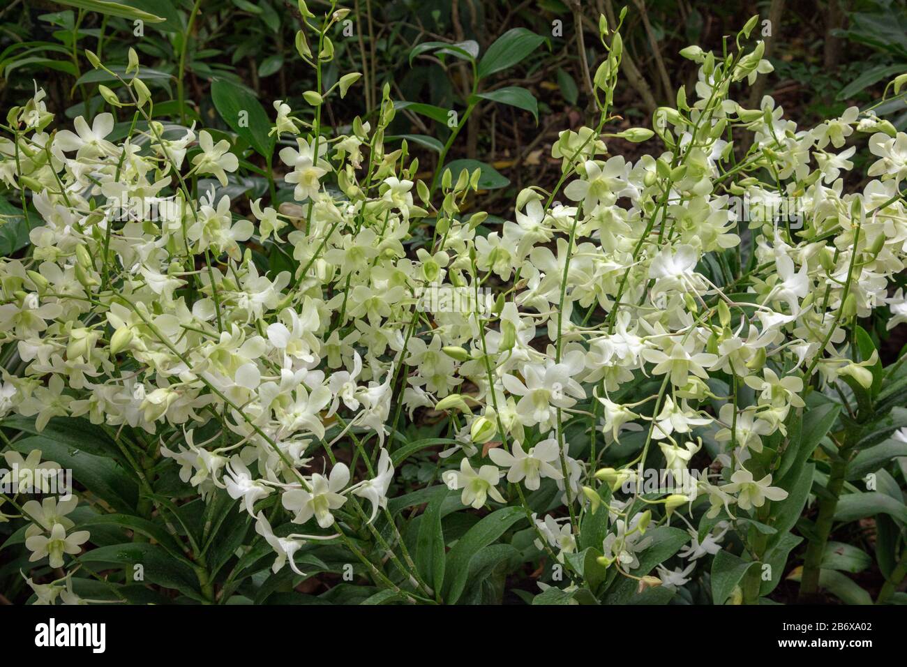 Orchid Dendrobium Shavin White n seen outdoors in Singapore Botanical Garden. Stock Photo
