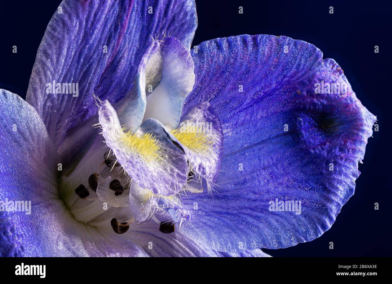 Blue larkspur hi-res stock photography and images - Alamy