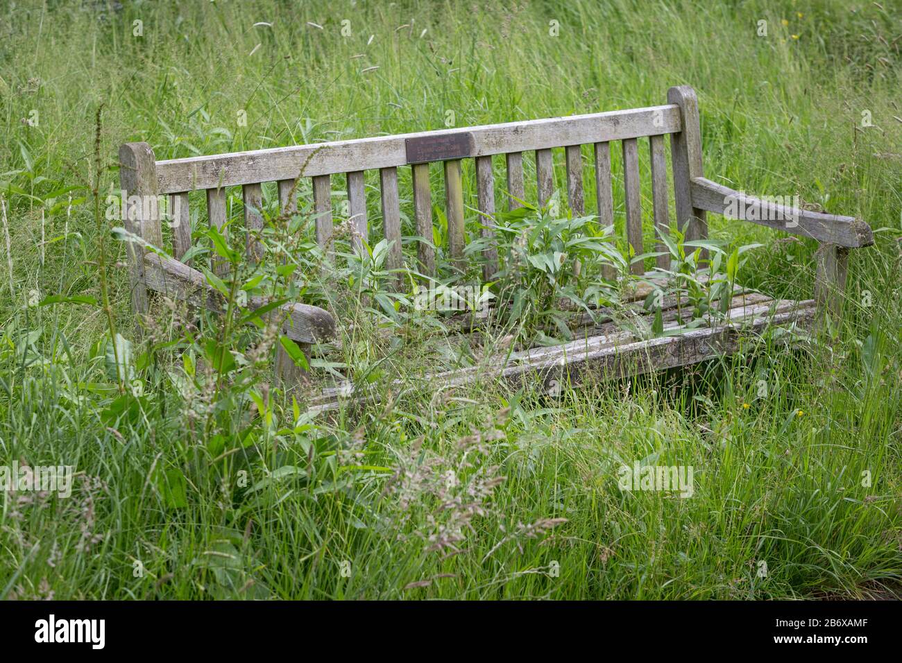 Long grass growing around and through a wooden bench in West Norwood Cemetery give the feeling of nature taking over. Stock Photo