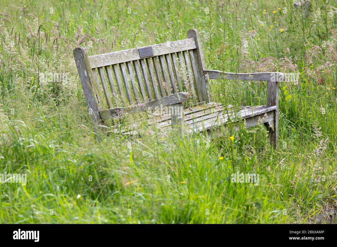 Long grass growing around and through a wooden bench in West Norwood Cemetery give the feeling of nature taking over. Stock Photo