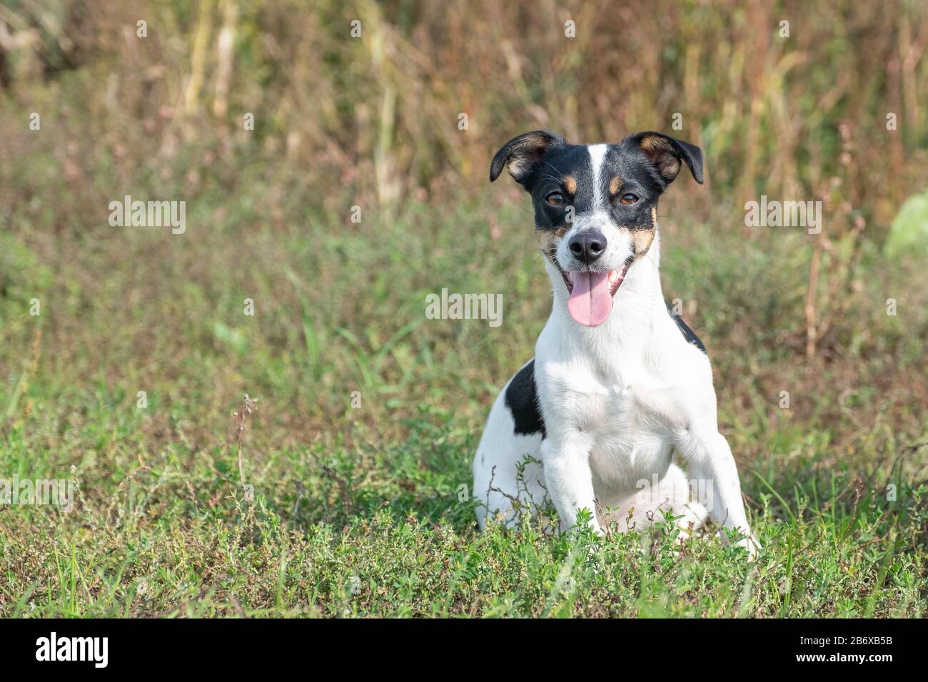Black White Jack Russell Terrier Stock Photos & Black White Jack Russell Terrier Stock Images