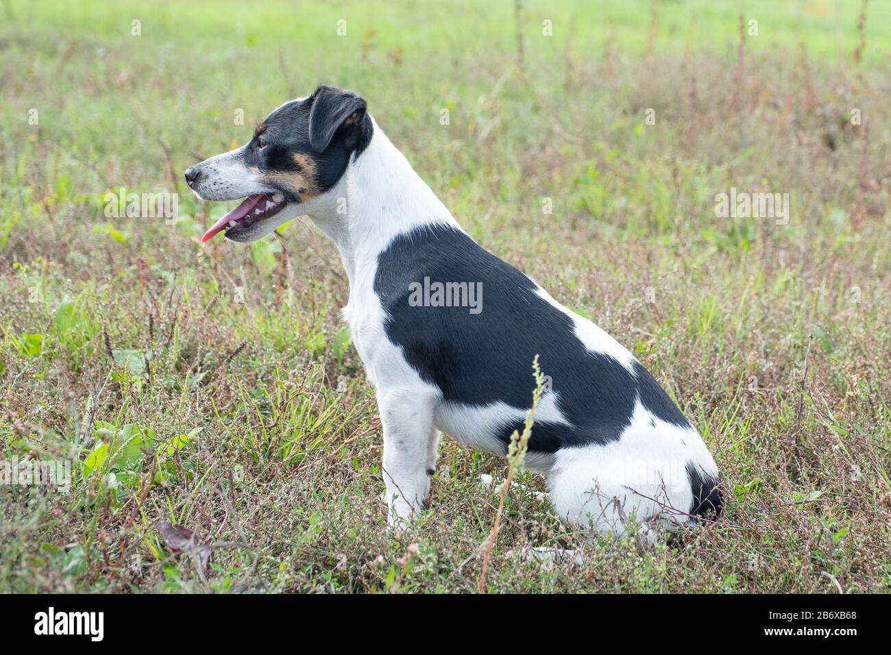 Black White Jack Russell Terrier Stock Photos & Black White Jack ...