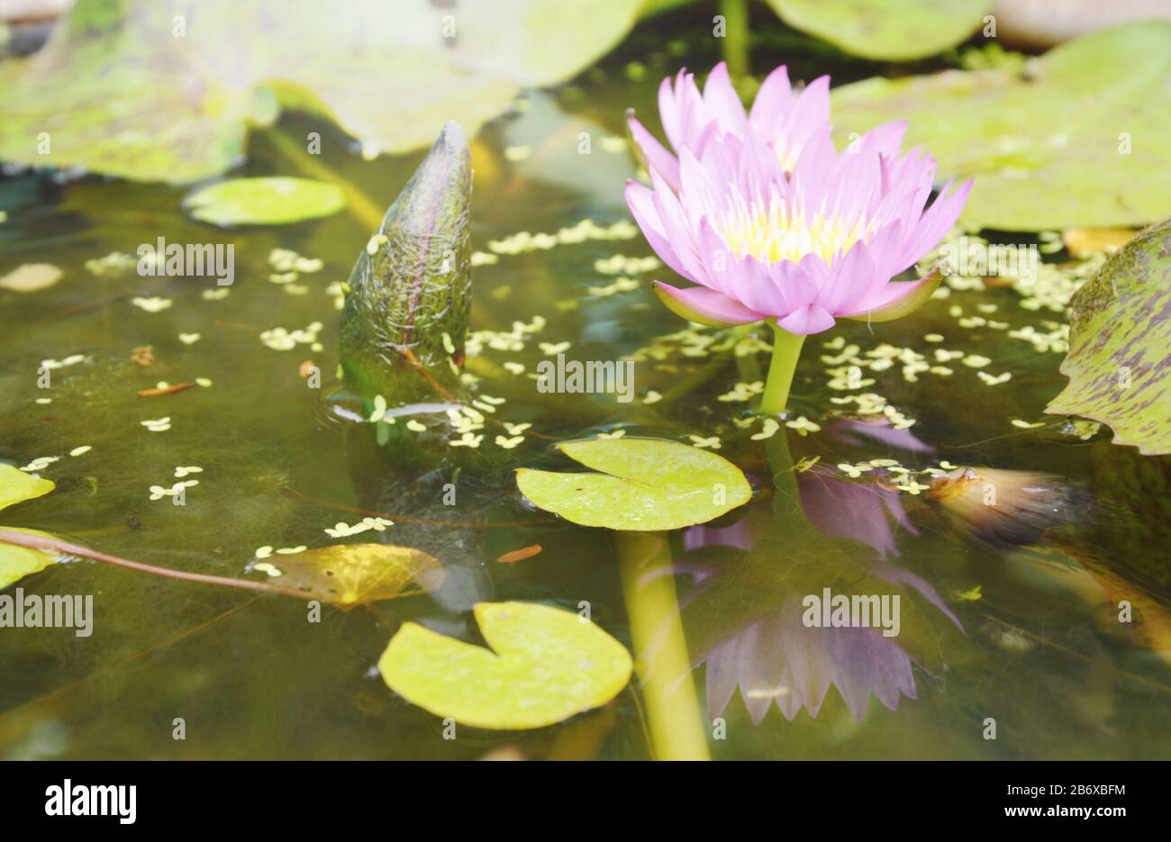 purple lotus water lily flower blooming in pool Stock Photo - Alamy