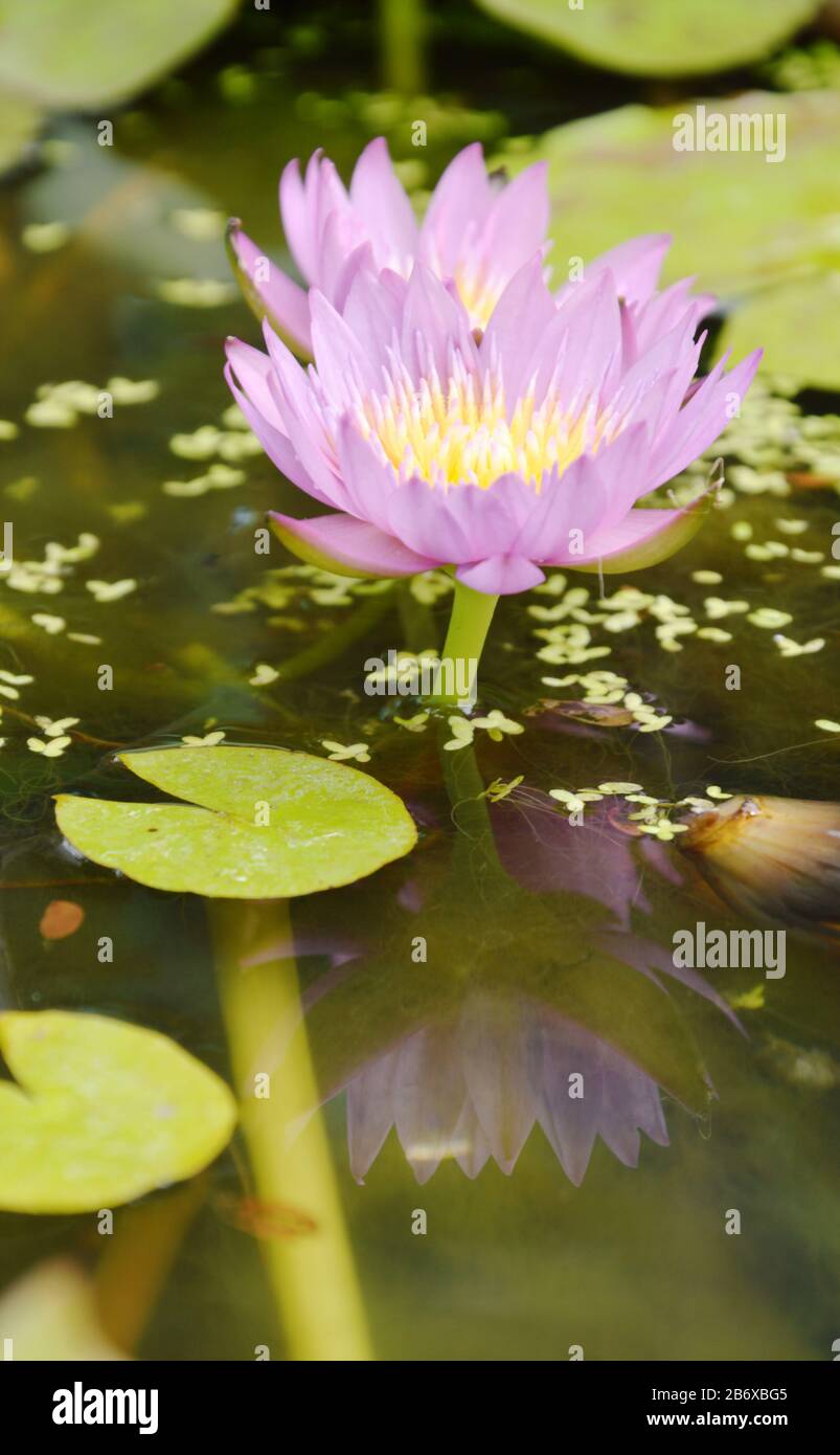 purple lotus water lily flower blooming in pool Stock Photo - Alamy