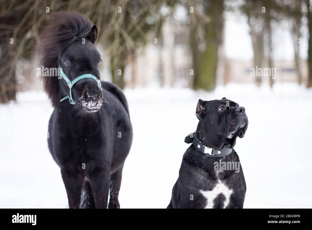 Black pony with dog walks outdoor at winter day Stock Photo