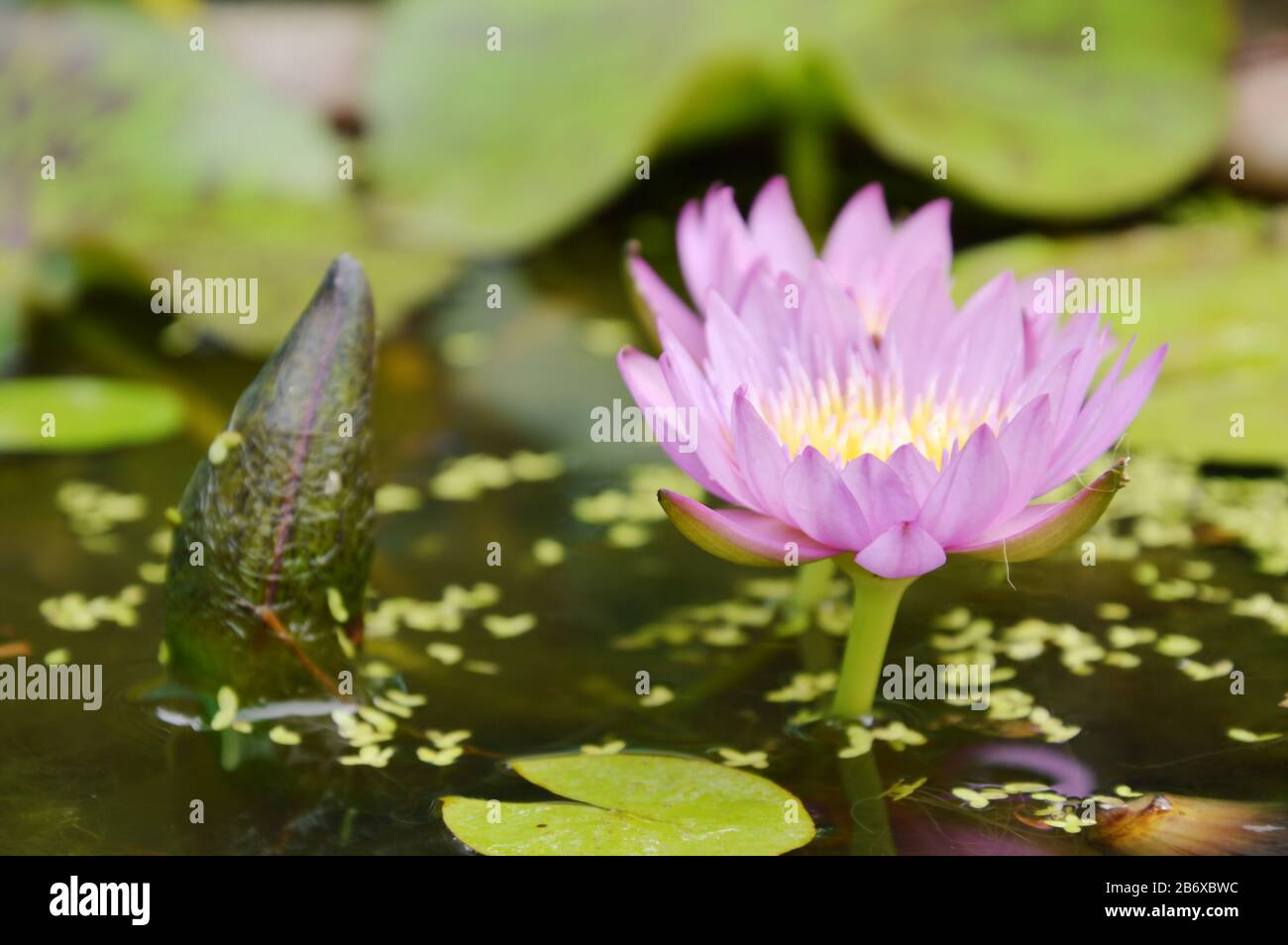 purple lotus water lily flower blooming in pool Stock Photo - Alamy