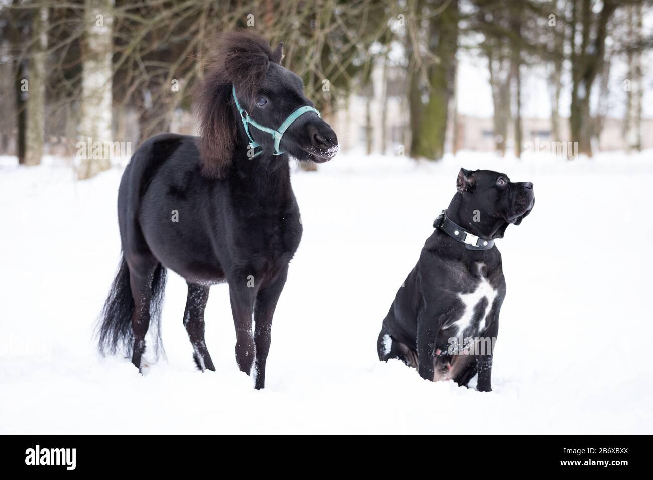 Black pony with dog walks outdoor at winter day Stock Photo