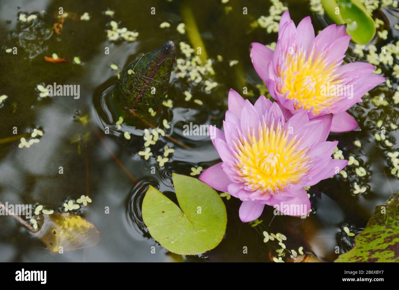 purple lotus water lily flower blooming in pool Stock Photo - Alamy