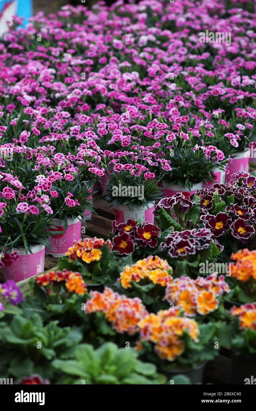 General views of Brick Kiln Garden Centre, Chichester, West Sussex, UK