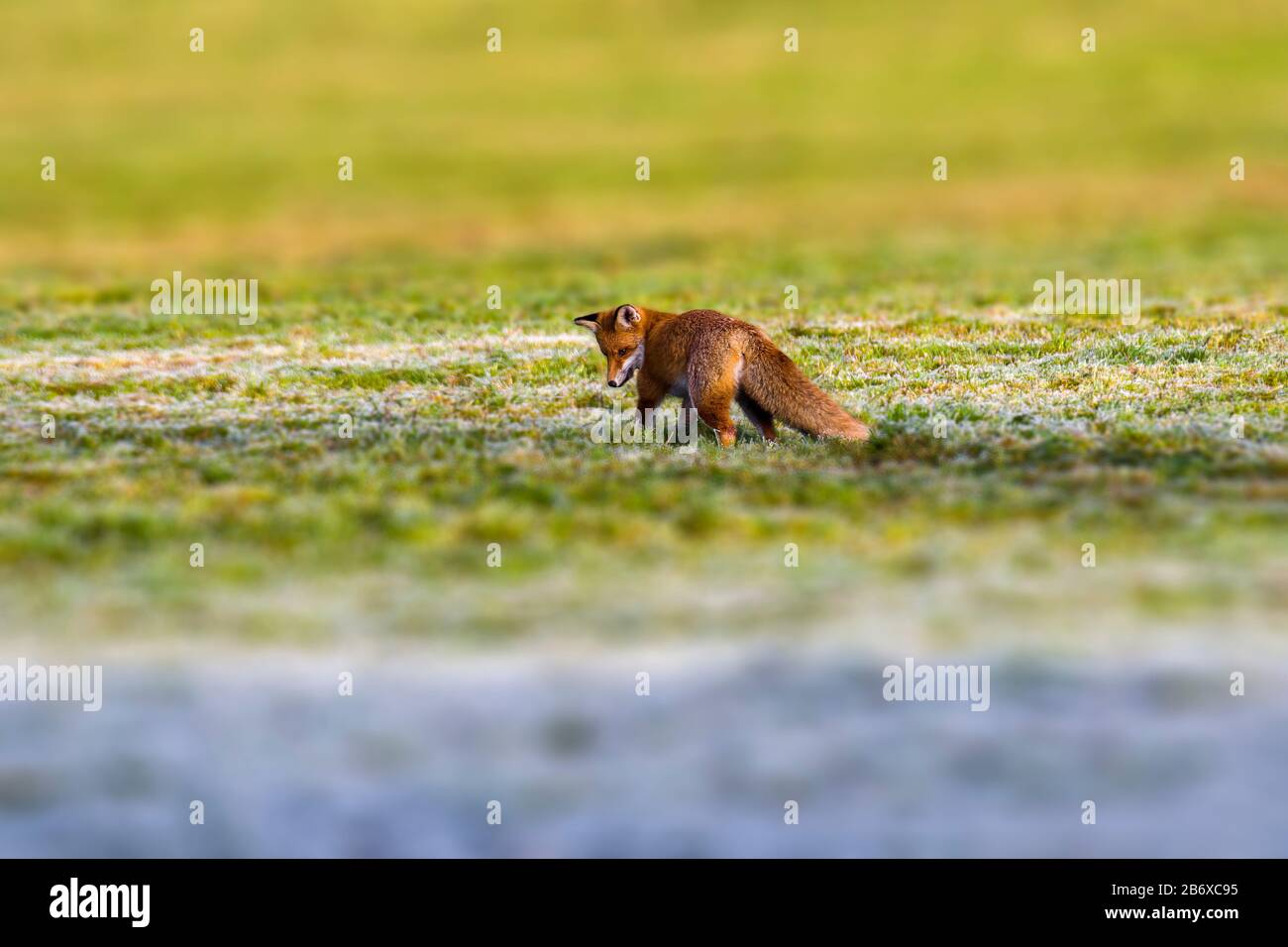 red fox hunting season in summer light Stock Photo - Alamy
